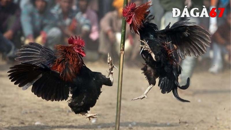 Chuyên gia dặn dò khi dùng thuốc tăng lực cho gà đá