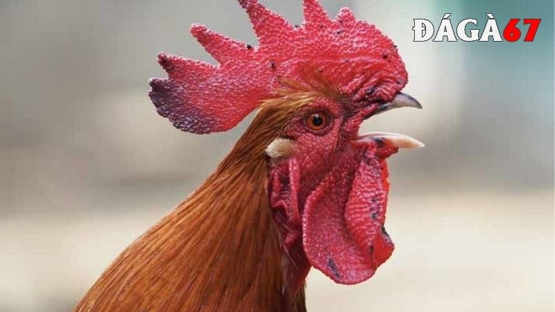 Làm sao để nhận biết được bệnh nấm họng ở gà chọi